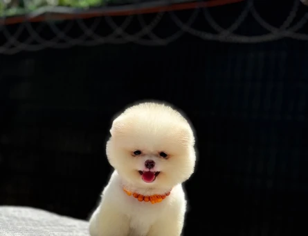 Pomeranian Boo Tedy 2 Aylık Şeker Yavrumuz - 6250