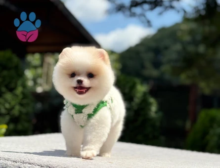 Pomeranian Boo Cream Beyaz Yavrumuz - 6251