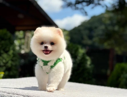 Pomeranian Boo Cream Beyaz Yavrumuz - 6251