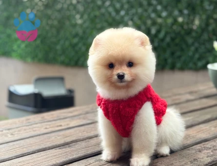 A Kalite pomeranian Boo