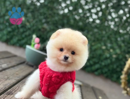 A Kalite pomeranian Boo - 6253