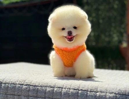 Pomeranian dişi mini ayıcık yavrumuz - 6255