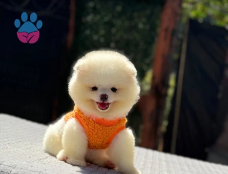 Pomeranian dişi mini ayıcık yavrumuz