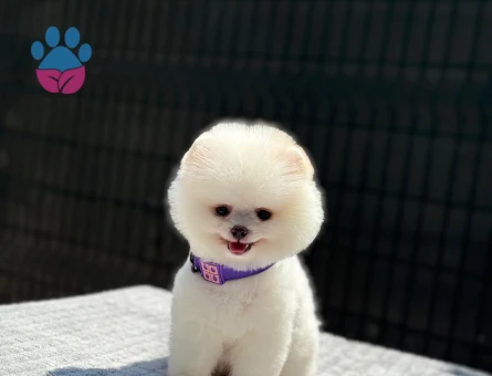 Pomeranian mini erkek yavrumuz teddy