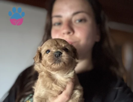 MALTİPOO YAVRU YENİ AİLESİNİ BEKLİYOR - 6260