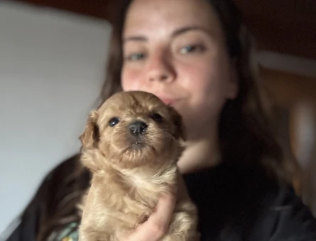 MALTİPOO YAVRU YENİ AİLESİNİ BEKLİYOR - 6260