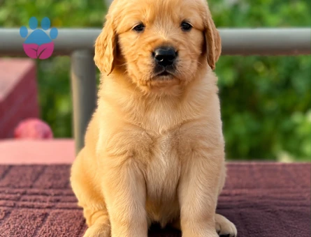 Evinizin neşesi golden bebekler