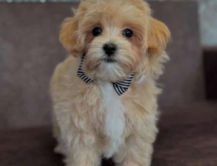 Baby face maltipoo bebekler - 6268