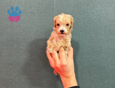 Teacup maltipoo bebekler