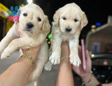 Bayy face golden minnaklarım