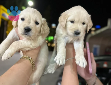 Bayy face golden minnaklarım