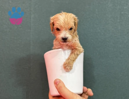 Teacup maltipoo bebekler