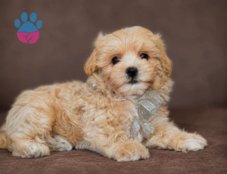 Eviniz yeni bebeği maltipoo yavrular