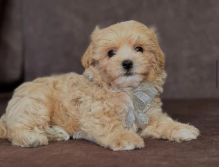 Eviniz yeni bebeği maltipoo yavrular - 6276