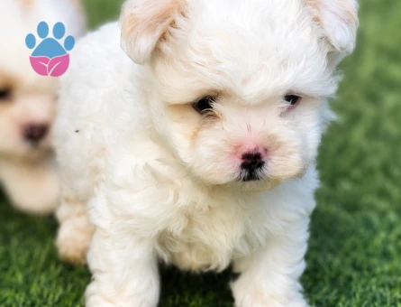 Maltese terrier yavrular - 6278