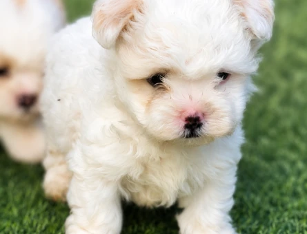 Maltese terrier yavrular - 6278