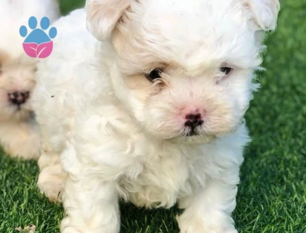 Maltese terrier yavrular