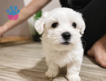 Maltese terrier bebekler