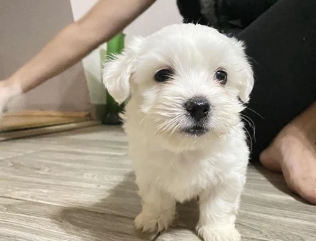 Maltese terrier bebekler - 6279