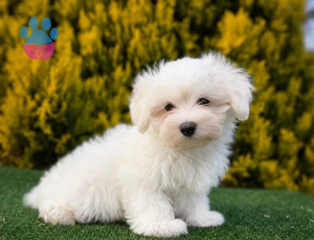 Maltese terrier yavrular