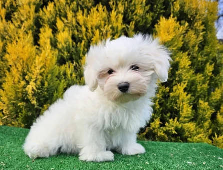 Maltese terrier yavrular - 6281