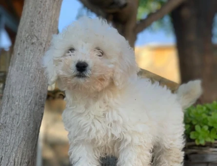 Maltese terrier yavrular - 6282