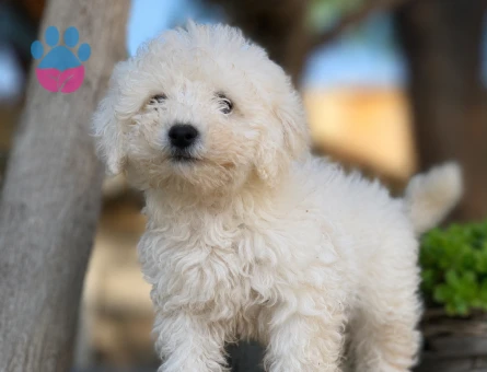 Maltese terrier yavrular