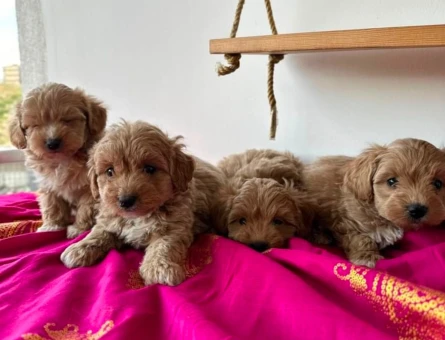 evinizin neşesi maltipoo bebekler - 6284