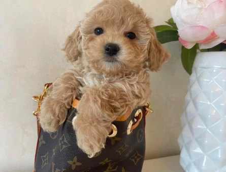 maltipoo bebekleriniz - 6285