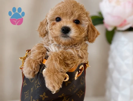 maltipoo bebekleriniz