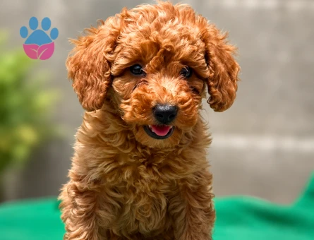 evinizin yeni üyesi maltipoo bebekler