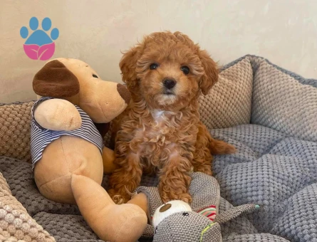 mini mini maltipoo bebekler - 6288