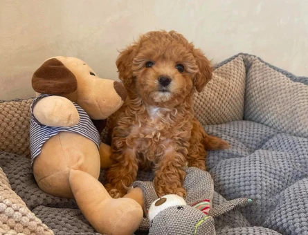 mini mini maltipoo bebekler - 6288