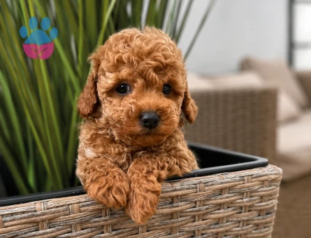 maltipoo yavrularımız