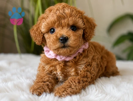 KÜT BURUN MALTİPOO BEBEKLER