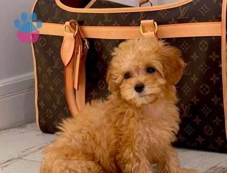 GÜLER YÜZ MALTİPOO BEBEKLER - 6299