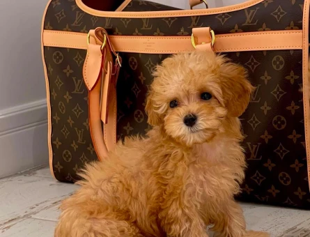 GÜLER YÜZ MALTİPOO BEBEKLER - 6299