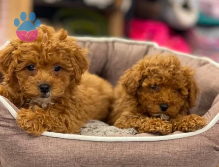 MALTİPOO BEBEKLER - 6300