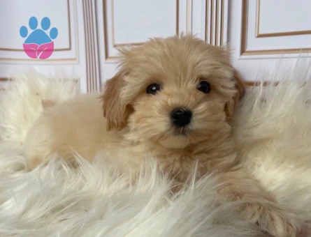 SAĞLIK GARANTİLİ MALTİPOO BEBEKLERİMİZ - 6301