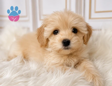 SAĞLIK GARANTİLİ MALTİPOO BEBEKLERİMİZ