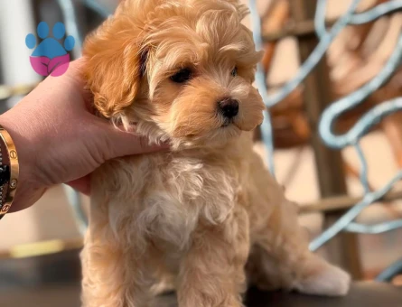 BABY FACE SURAT MALTİPOO - 6302