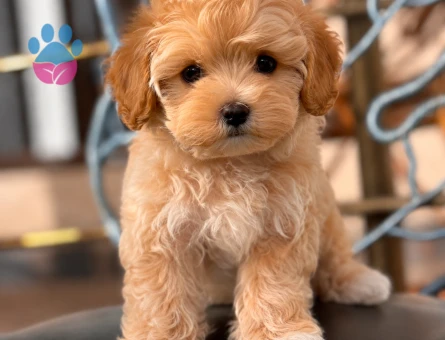 BABY FACE SURAT MALTİPOO