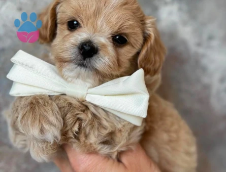 APRİCOT MALTİPOO BEBEKLER - 6304