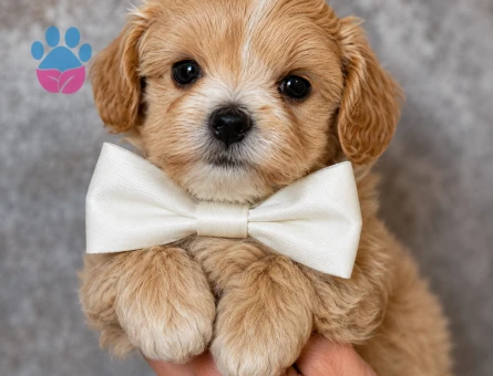APRİCOT MALTİPOO BEBEKLER