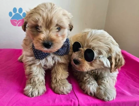 APRİCOT RENK MALTİPOO BEBEKLER - 6305