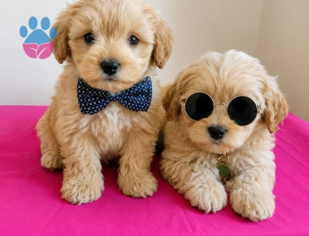 APRİCOT RENK MALTİPOO BEBEKLER