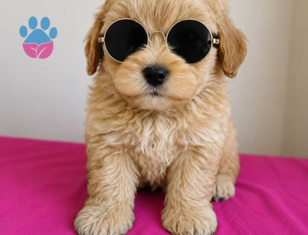 YAKIŞIKLI MALTİPOO BEBEĞİMİZ
