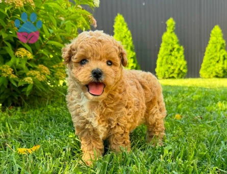 maltipoo bebekler - 6309