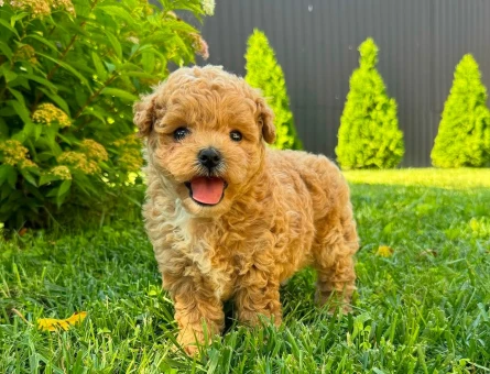 maltipoo bebekler - 6309