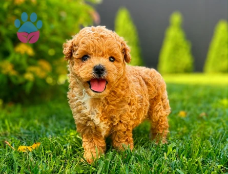 maltipoo bebekler